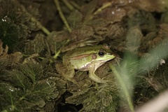Pelophylax plancyi
