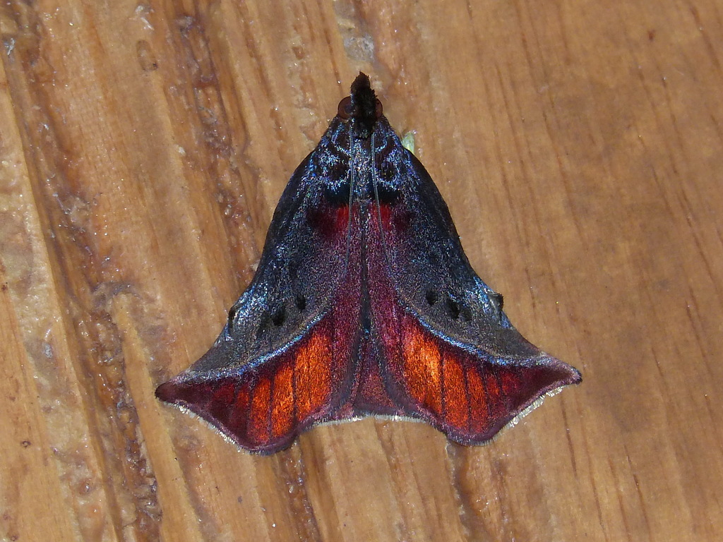 Tamyra ignitalis