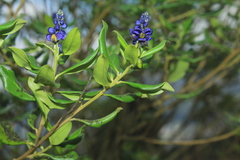 Monnina salicifolia