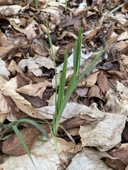 Iris verna