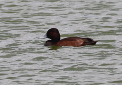 Netta erythrophthalma