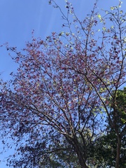 Muellera sanctae-marthae