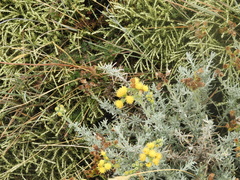 Senecio patagonicus