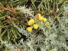 Senecio patagonicus
