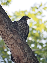 Pernis ptilorhynchus orientalis