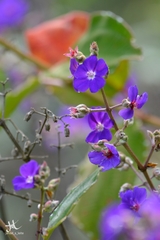 Pleroma heteromallum