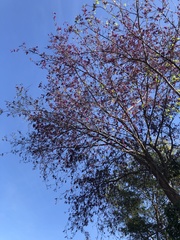 Muellera sanctae-marthae