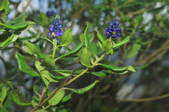 Monnina salicifolia