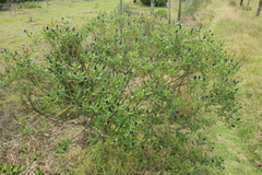 Monnina salicifolia