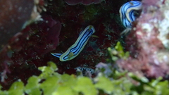 Chromodoris elisabethina