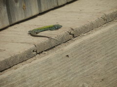 Podarcis muralis nigriventris