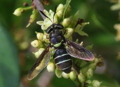 Hoplitimyia subalba