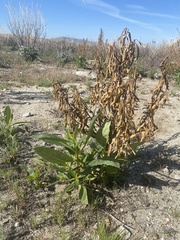 Eriodictyon trichocalyx