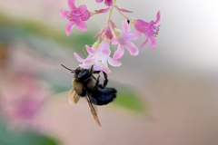 Xylocopa tabaniformis orpifex