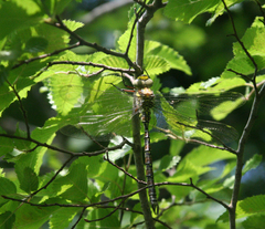 Caliaeschna microstigma