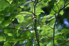 Caliaeschna microstigma