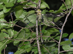 Caliaeschna microstigma