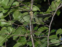Caliaeschna microstigma