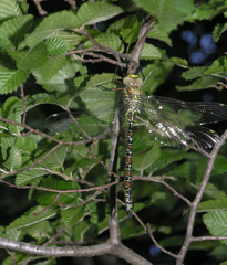 Caliaeschna microstigma