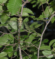 Caliaeschna microstigma