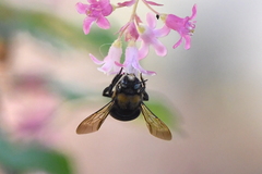 Xylocopa tabaniformis orpifex