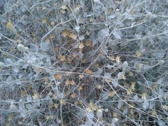 Brickellia incana