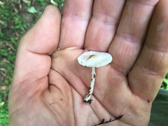 Leucoagaricus ooliekirrus