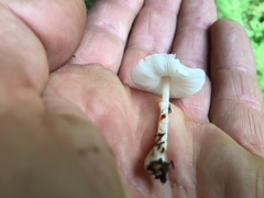 Leucoagaricus ooliekirrus