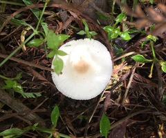 Leucoagaricus ooliekirrus