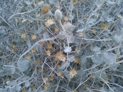 Brickellia incana