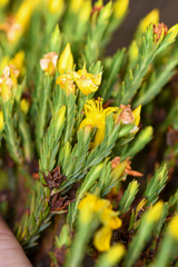Hypericum costaricense