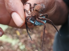 Heteropoda nobilis