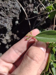 Cocculus orbiculatus