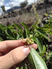 Cocculus orbiculatus