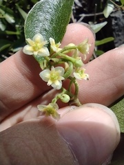Cocculus orbiculatus