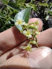Cocculus orbiculatus