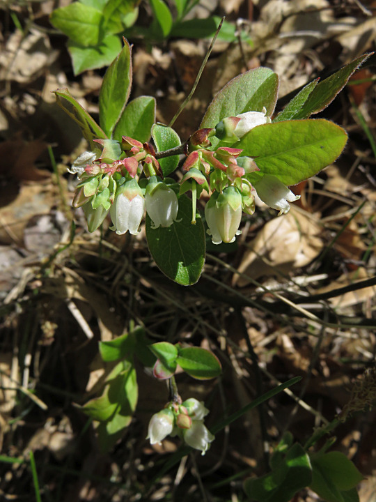 lowbush-blueberry-from-st-croix-state-park-minnesota-on-may-20-2018