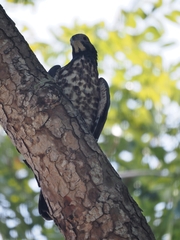 Pernis ptilorhynchus orientalis