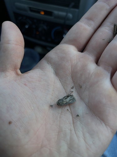 iNaturalist observation photo of Cutworm Moths and Allies