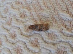 Lobesia botrana