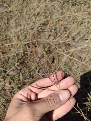 Bothriochloa bladhii
