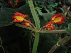 Drymonia ignea