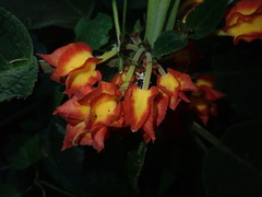 Drymonia ignea