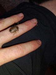 Discocephalinae