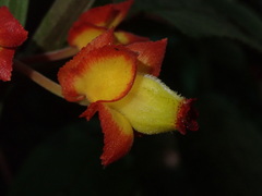 Drymonia ignea