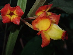 Drymonia ignea