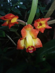 Drymonia ignea