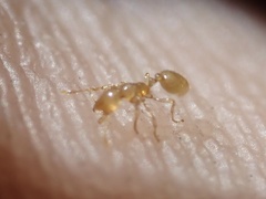 Solenopsis pergandei