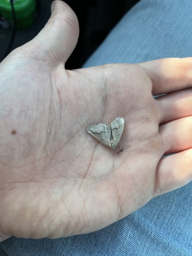 iNaturalist observation photo of Geometer Moths