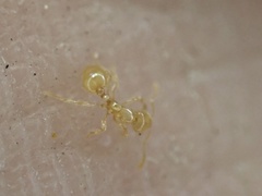 Solenopsis pergandei